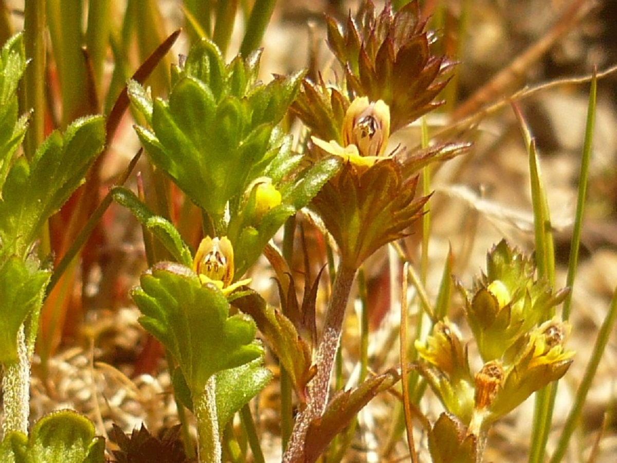 Euphrasia minima (Orobanchaceae)